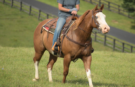 Western Brown (Dark) Bridle