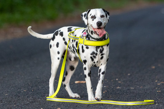 Reflective BioThane Roading Harness