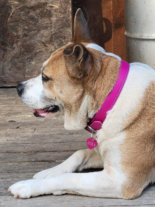 Beta BioThane Standard Collar with Colored Stitching