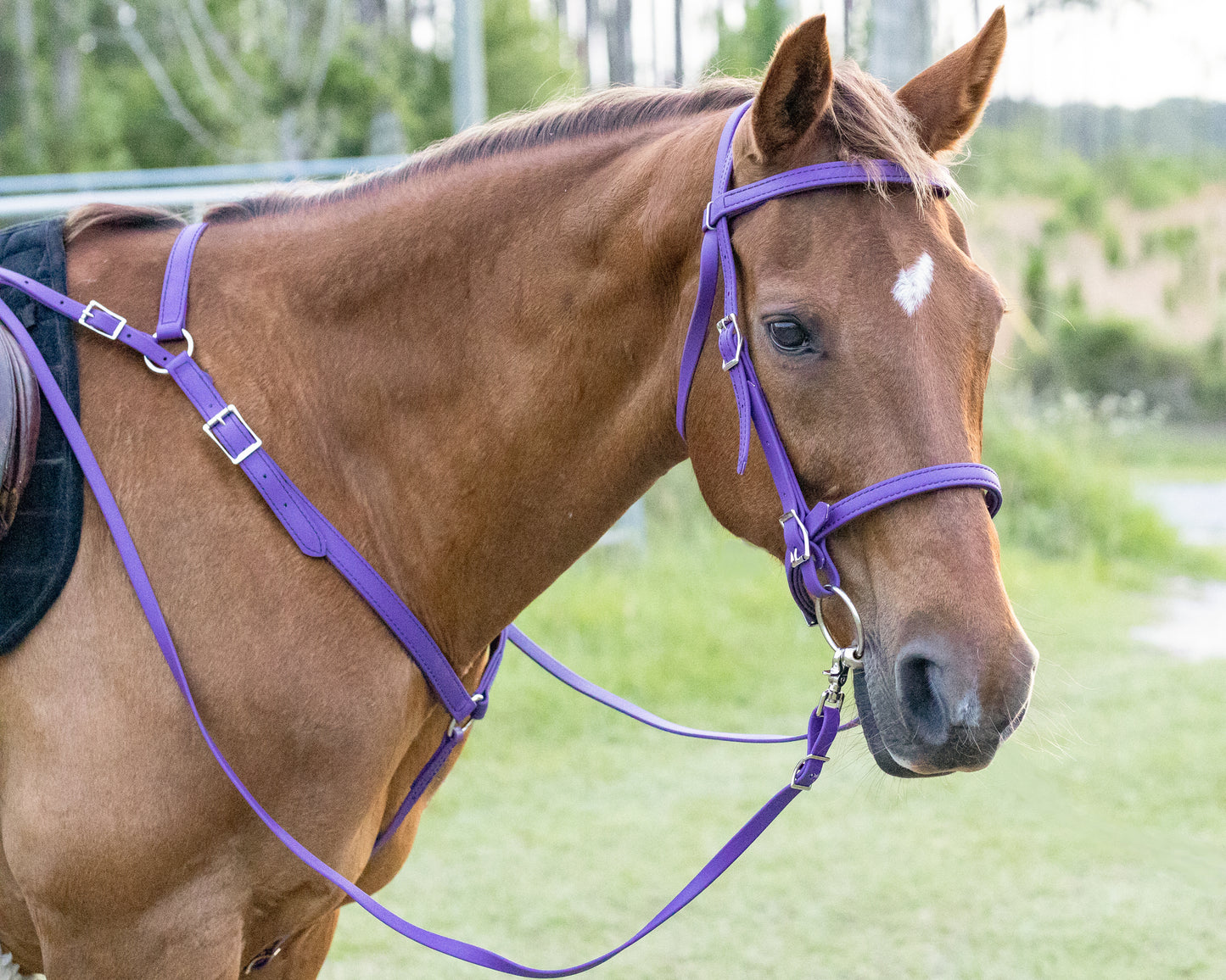 English Purple Bridle