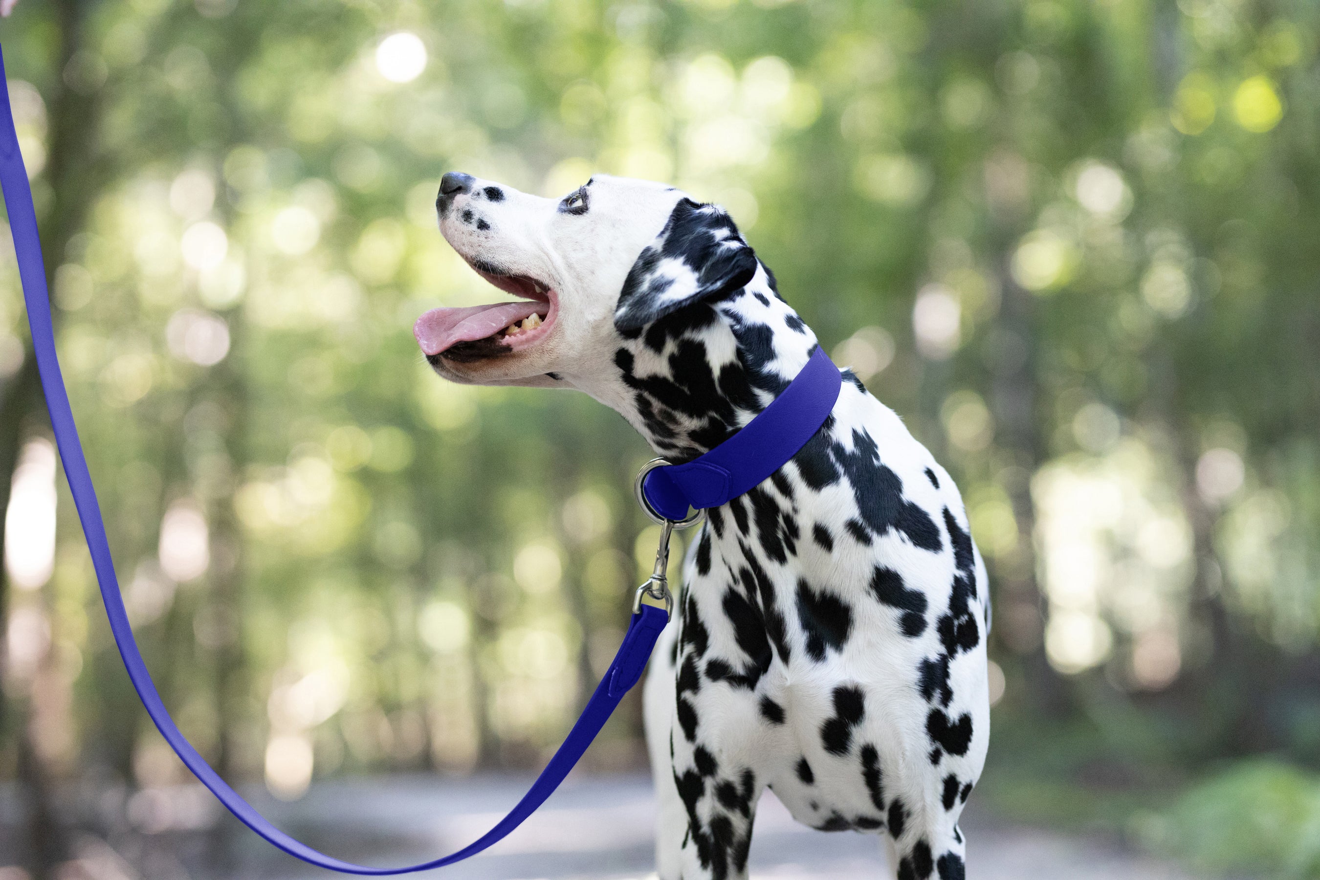 Royal Blue Dog Collar