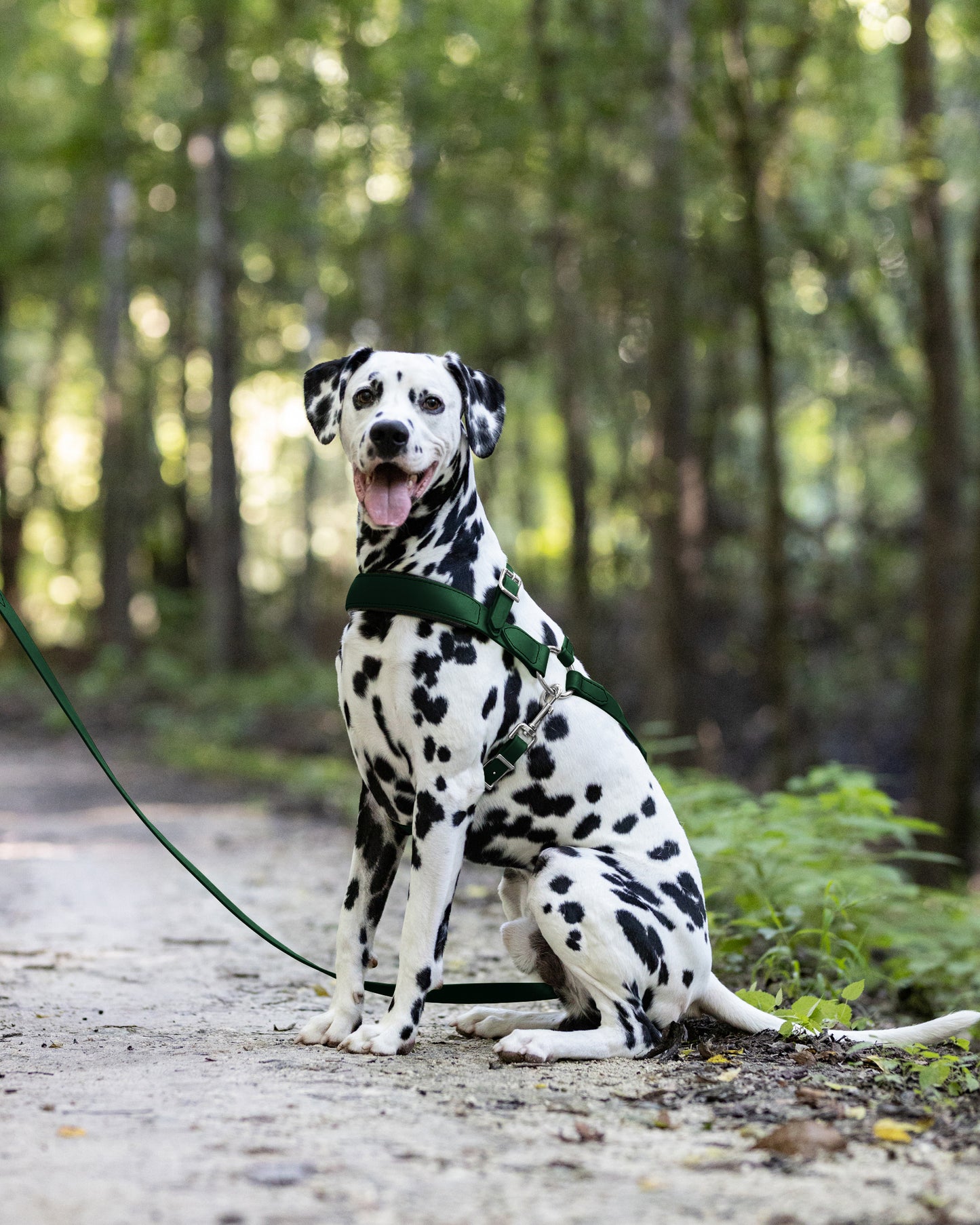 Hunter Green Dog Roading Harness
