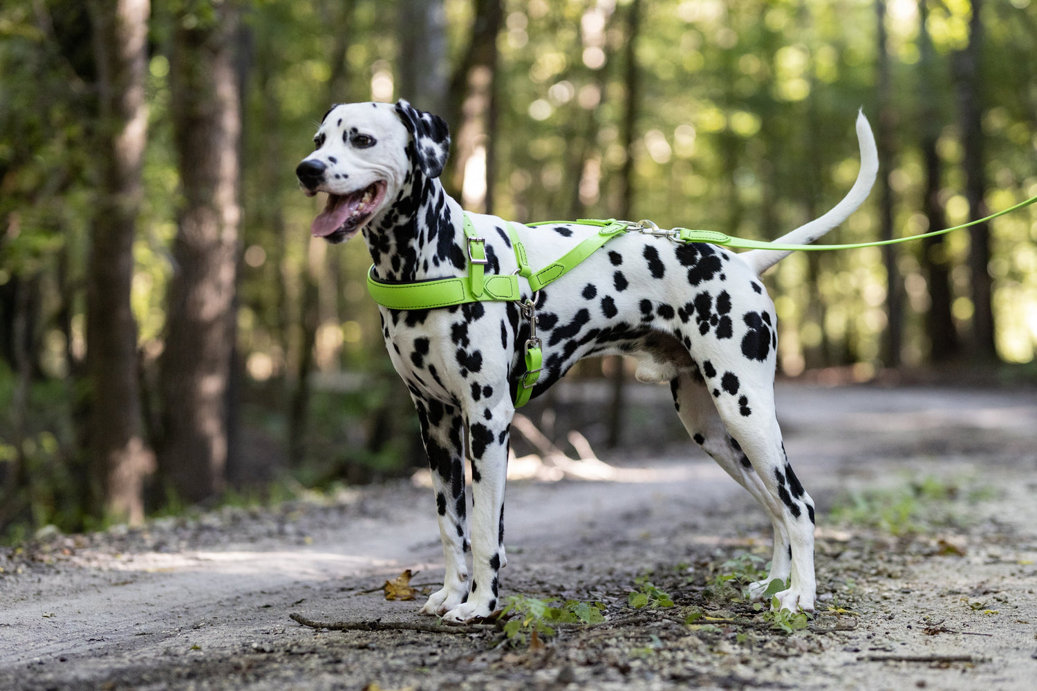 Roading Harness