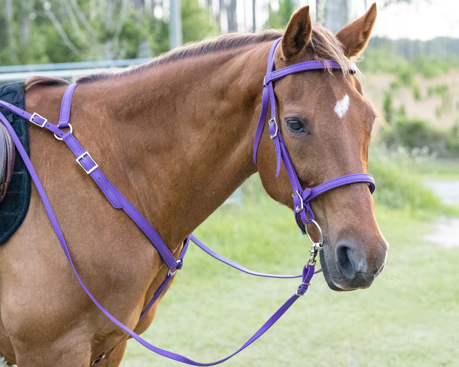 English Bridles