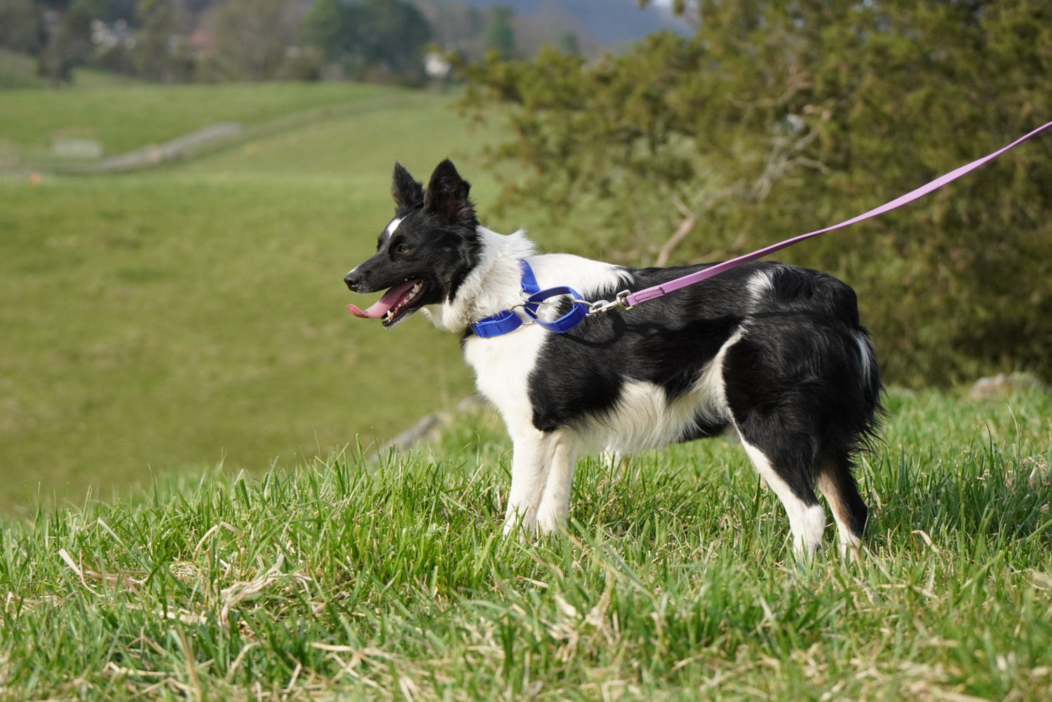 Martingale Collars