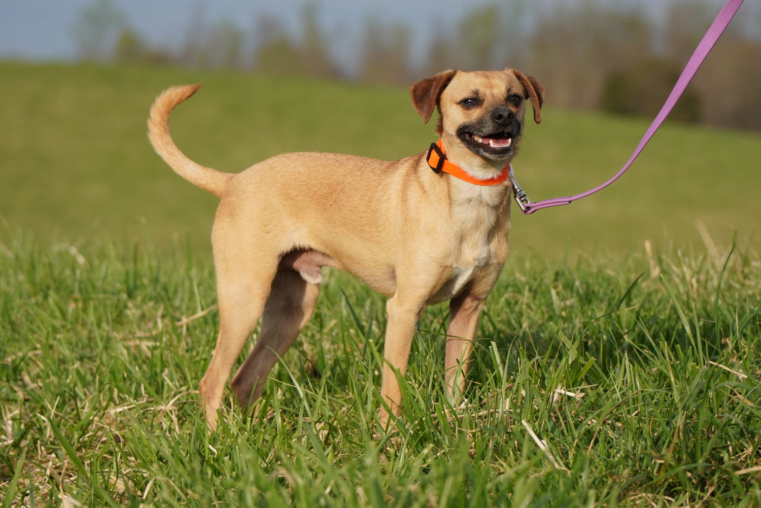 Clip-On Collars