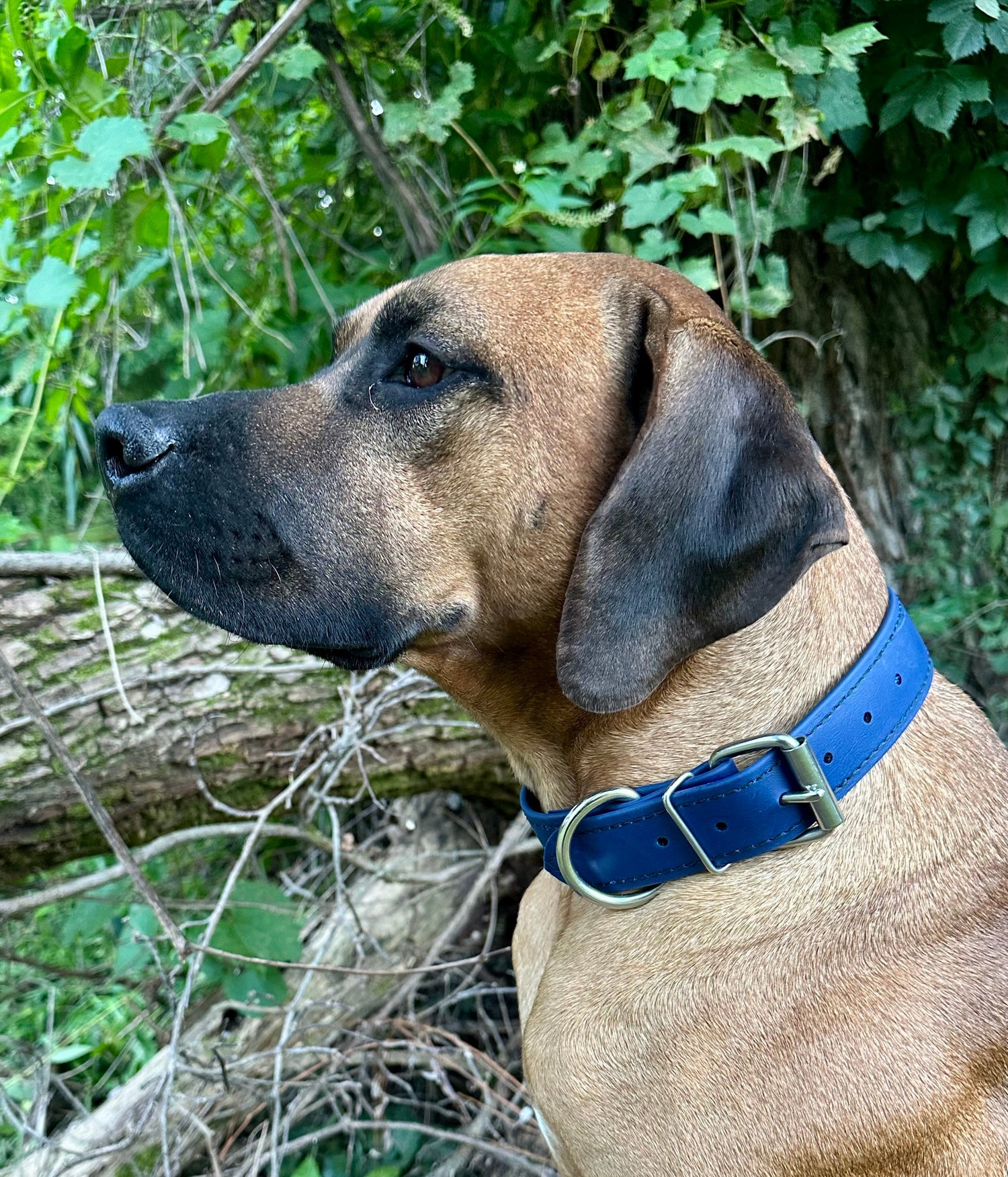 Hunt Collars