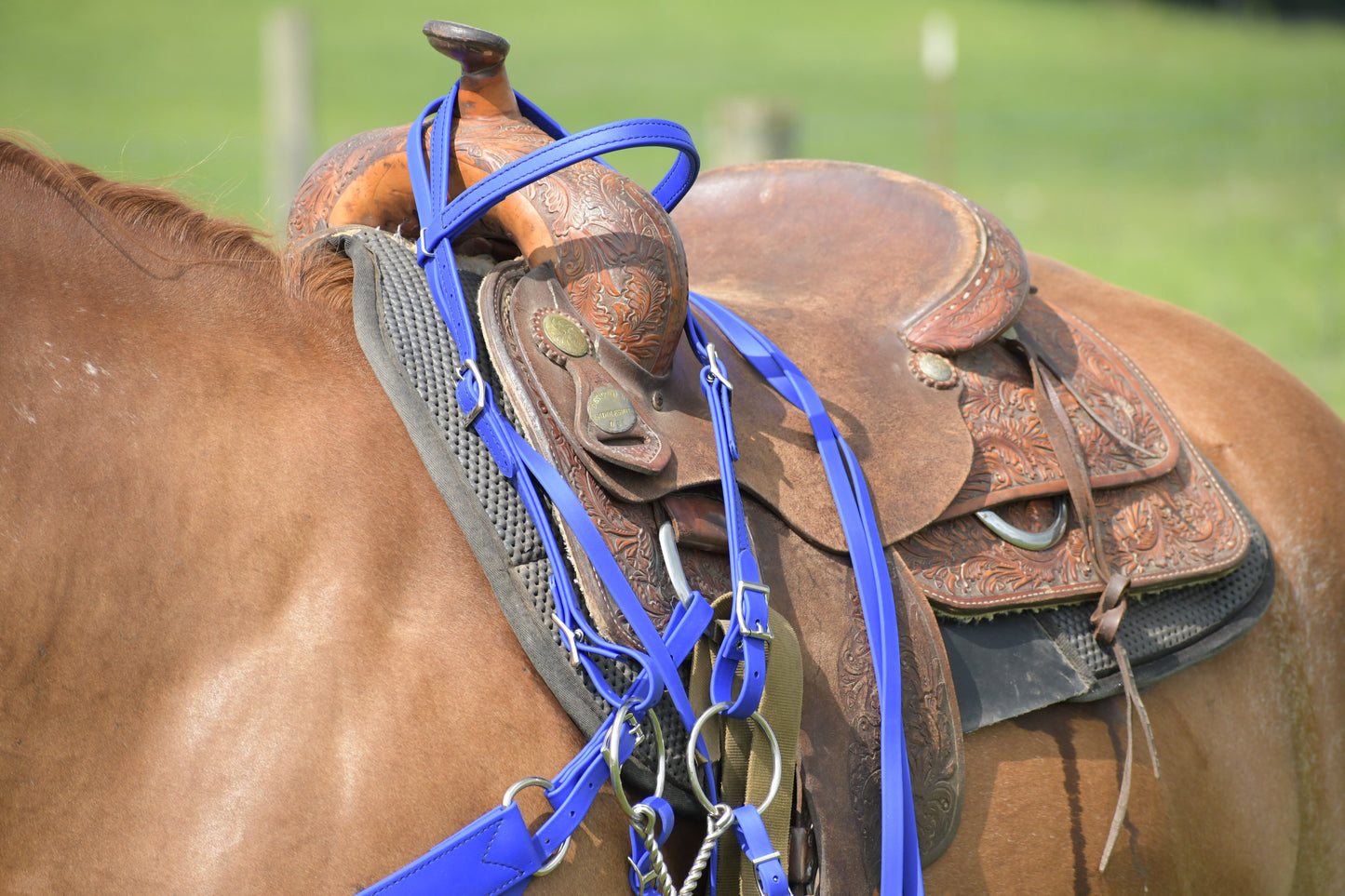 Western Blue (Royal) Bridle