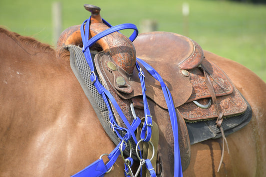 Western Blue (Royal) Bridle