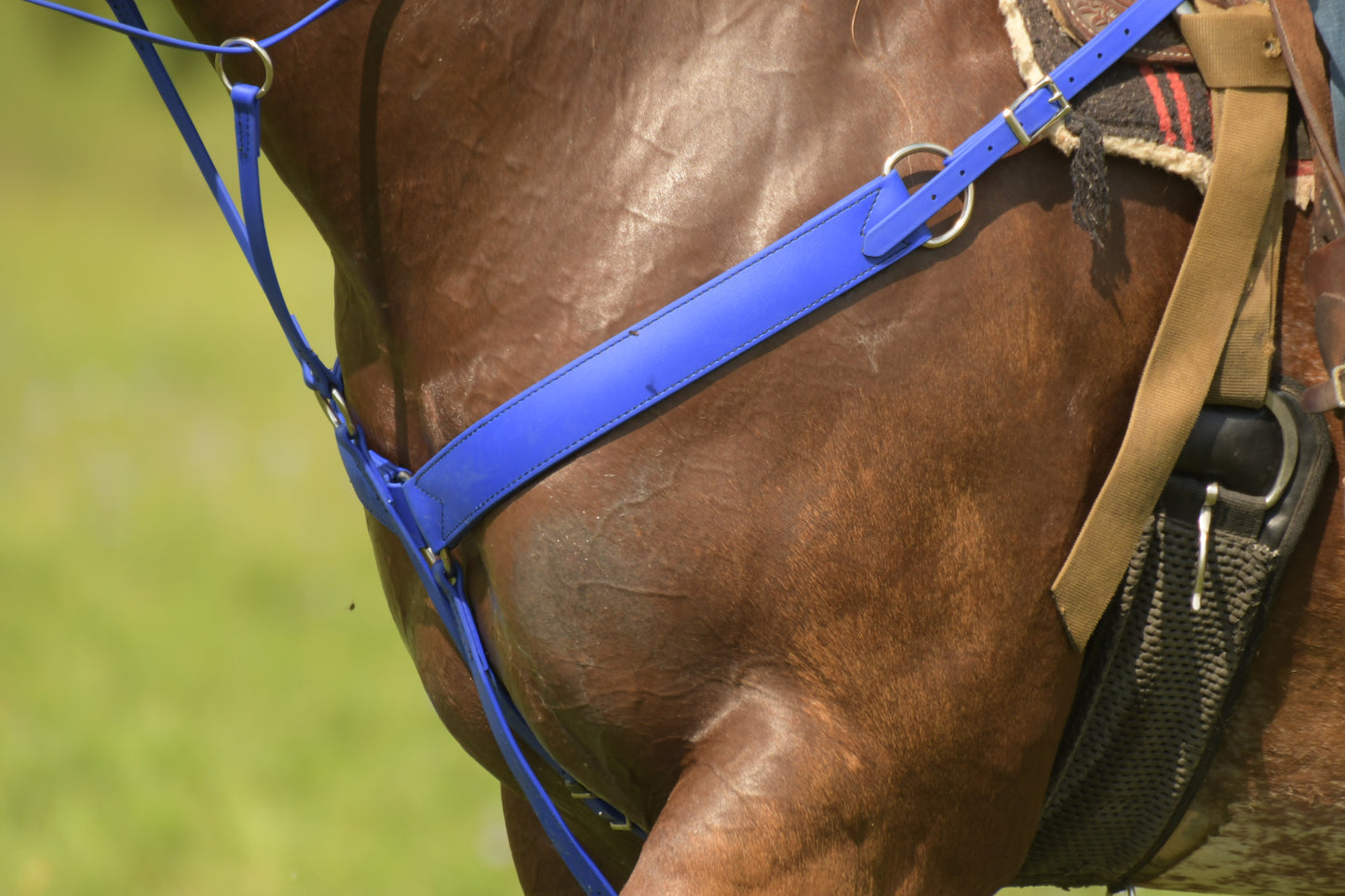 Western Blue (Royal) Bridle