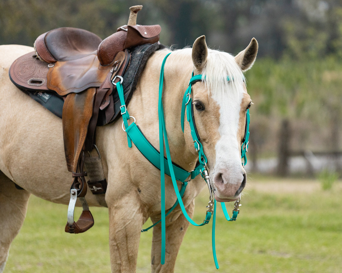 Western Turquoise Bridle