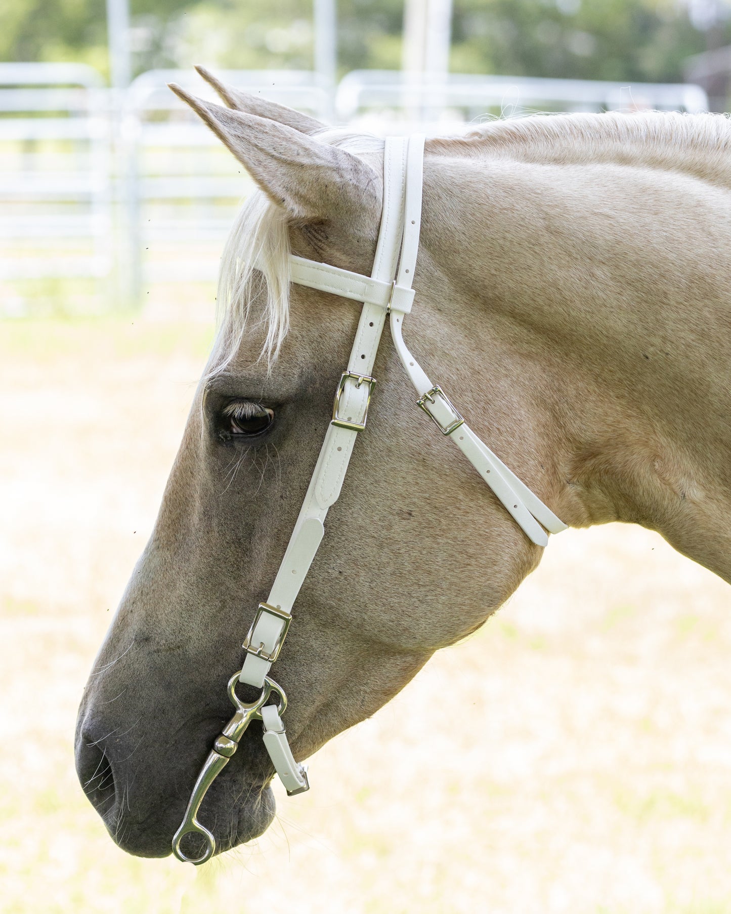 Western White Bridle