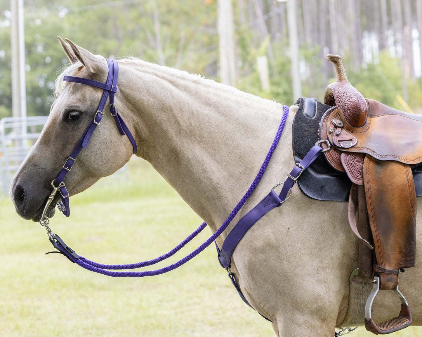 Western Purple Bridle