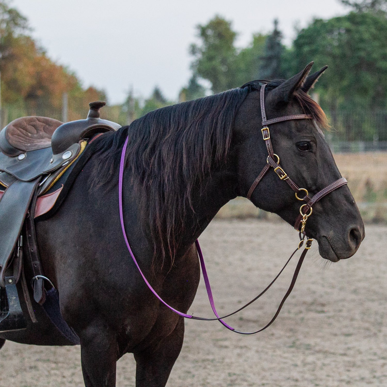 Hackamore Bridle