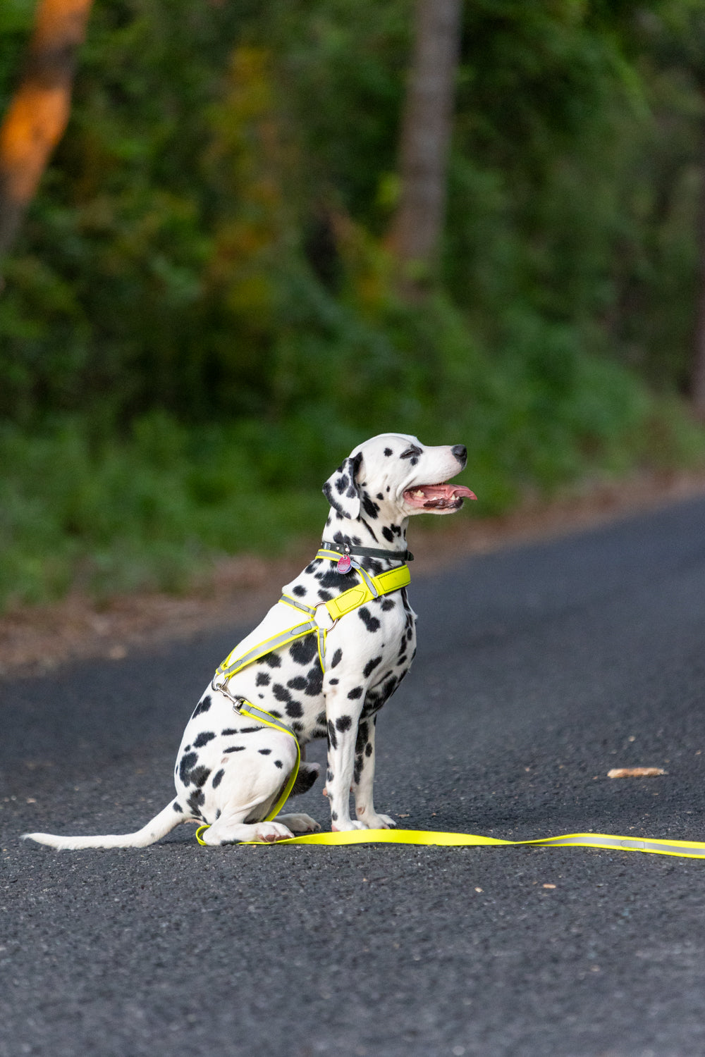 Reflective BioThane Roading Harness