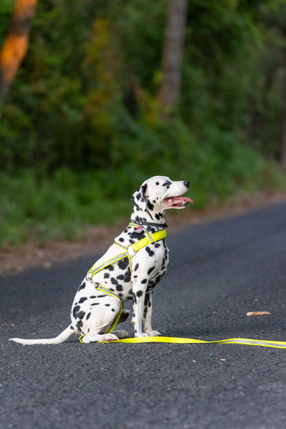 Reflective BioThane Roading Harness