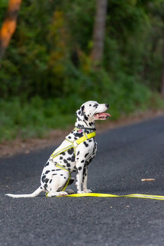 Reflective BioThane Roading Harness