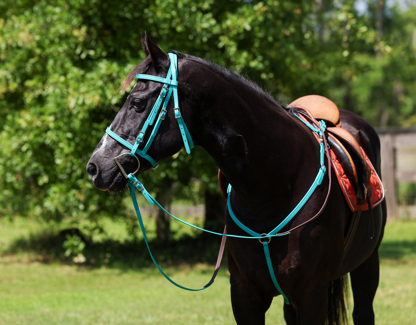 English Turquoise Bridle