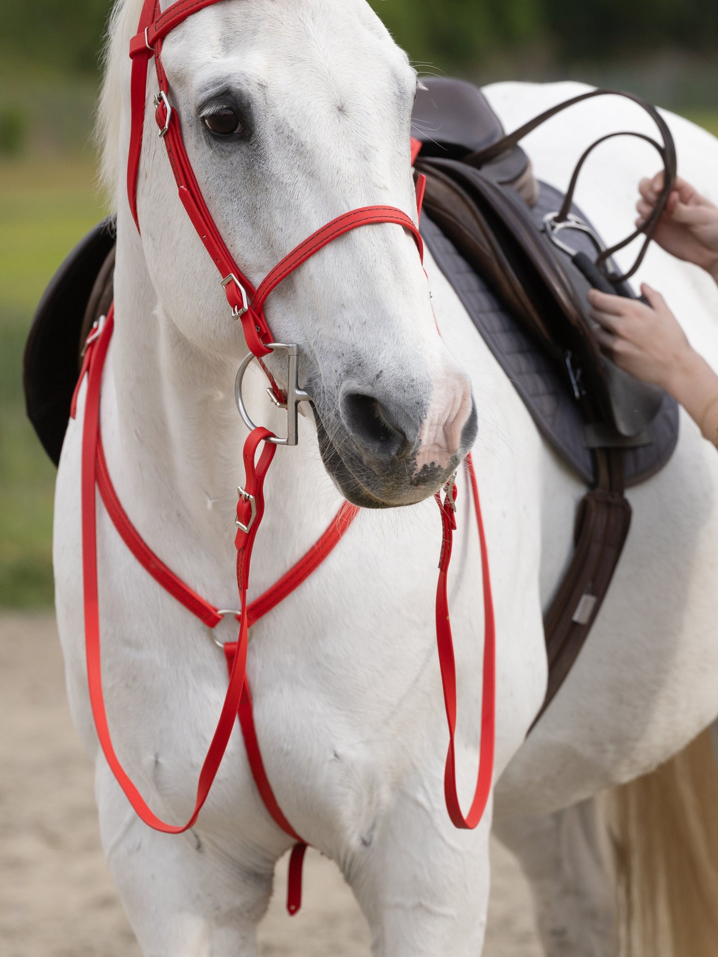English Red Bridle