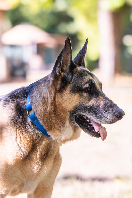 Beta BioThane Center Ring Collar