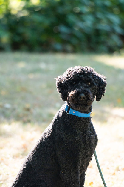 Beta BioThane Center Ring Collar