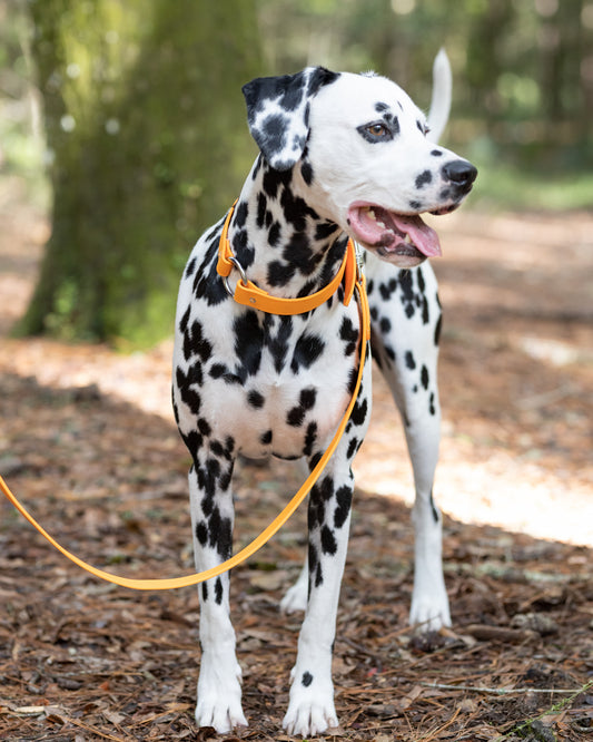 Beta BioThane Center Ring Collar
