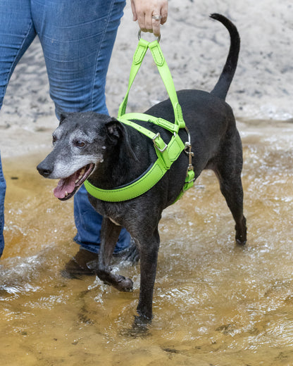 Beta BioThane Roading Harness