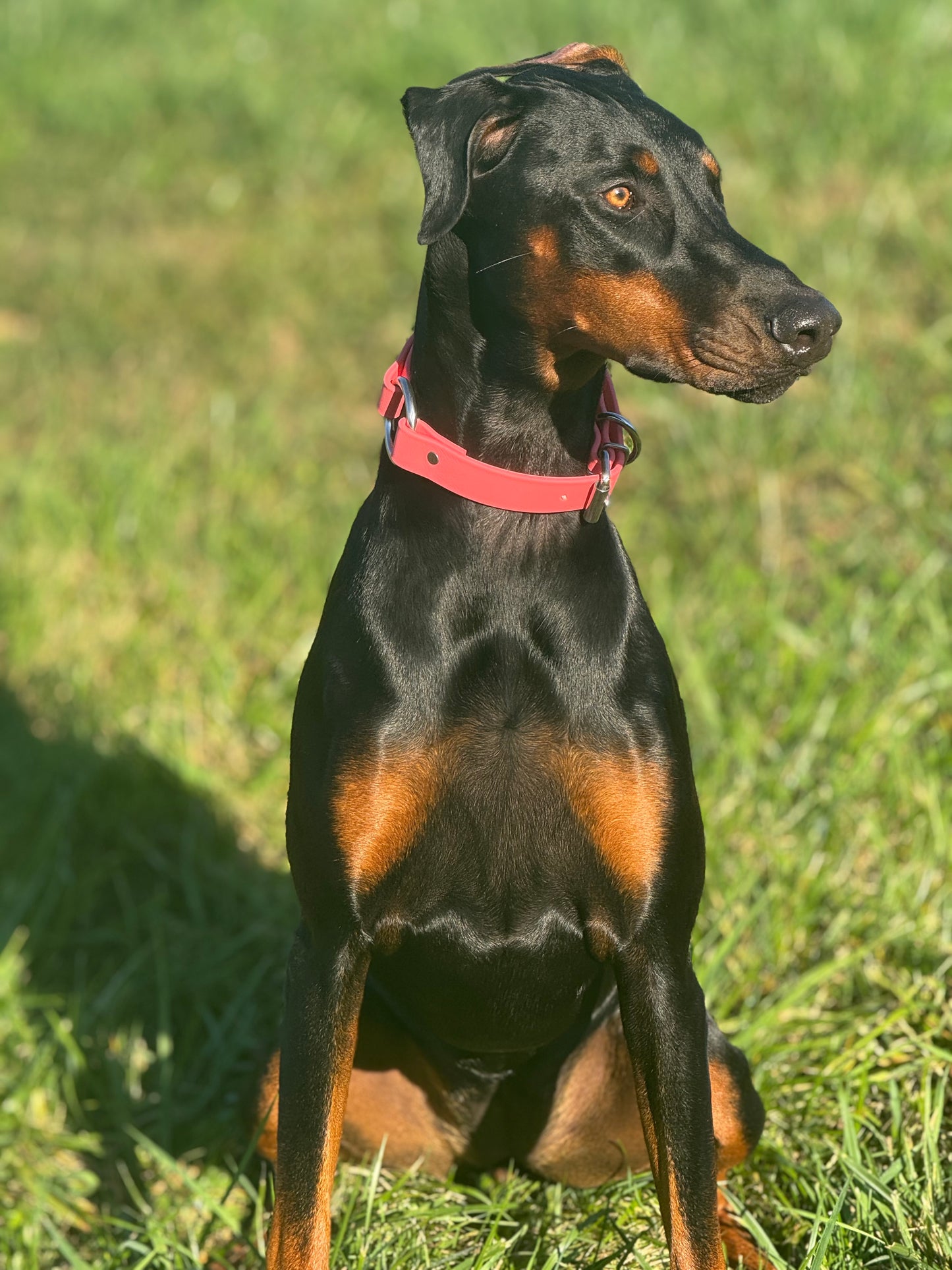 Beta BioThane Center Ring Collar