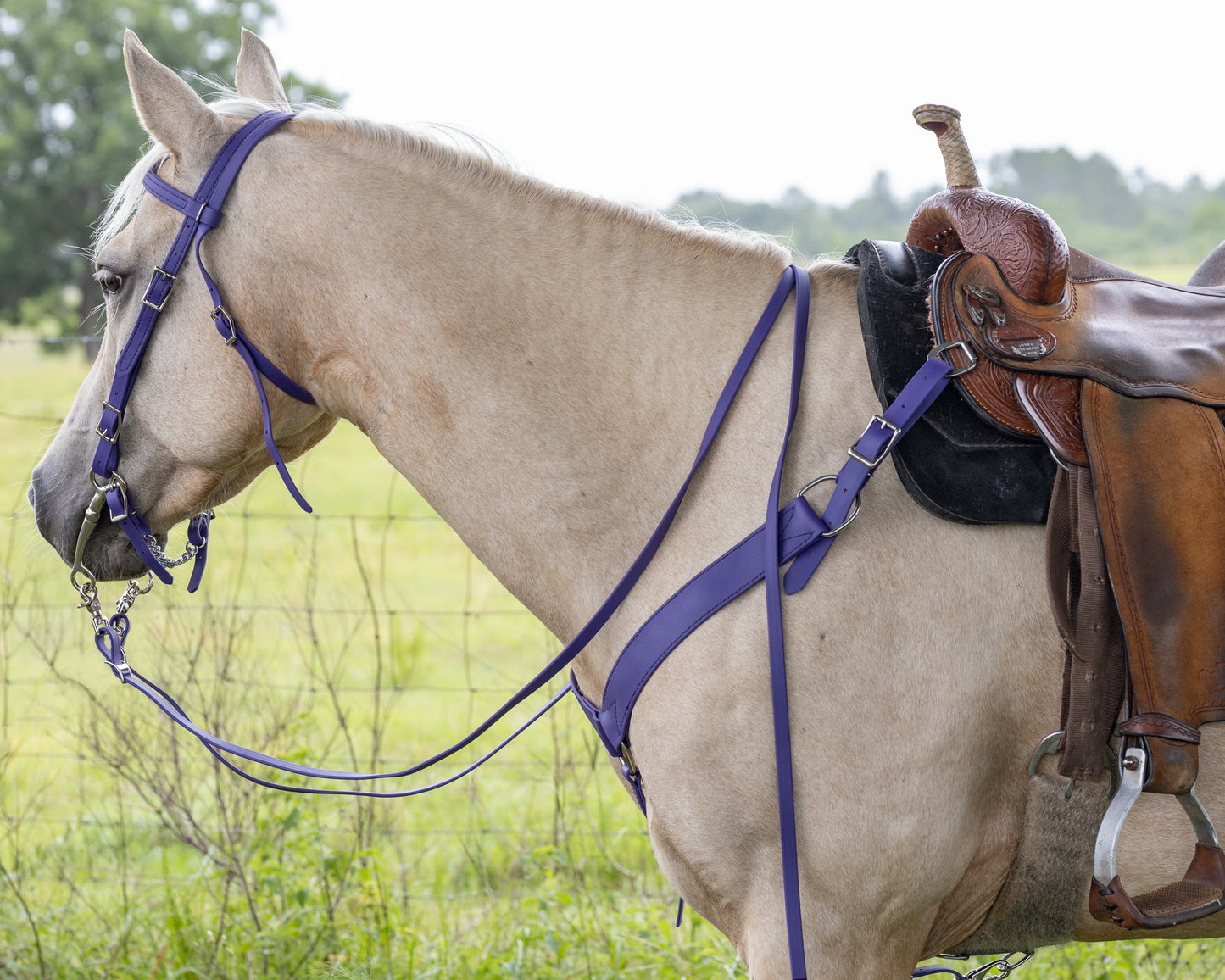 Western Purple Bridle