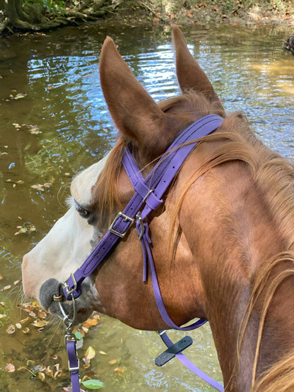 Western Purple Bridle