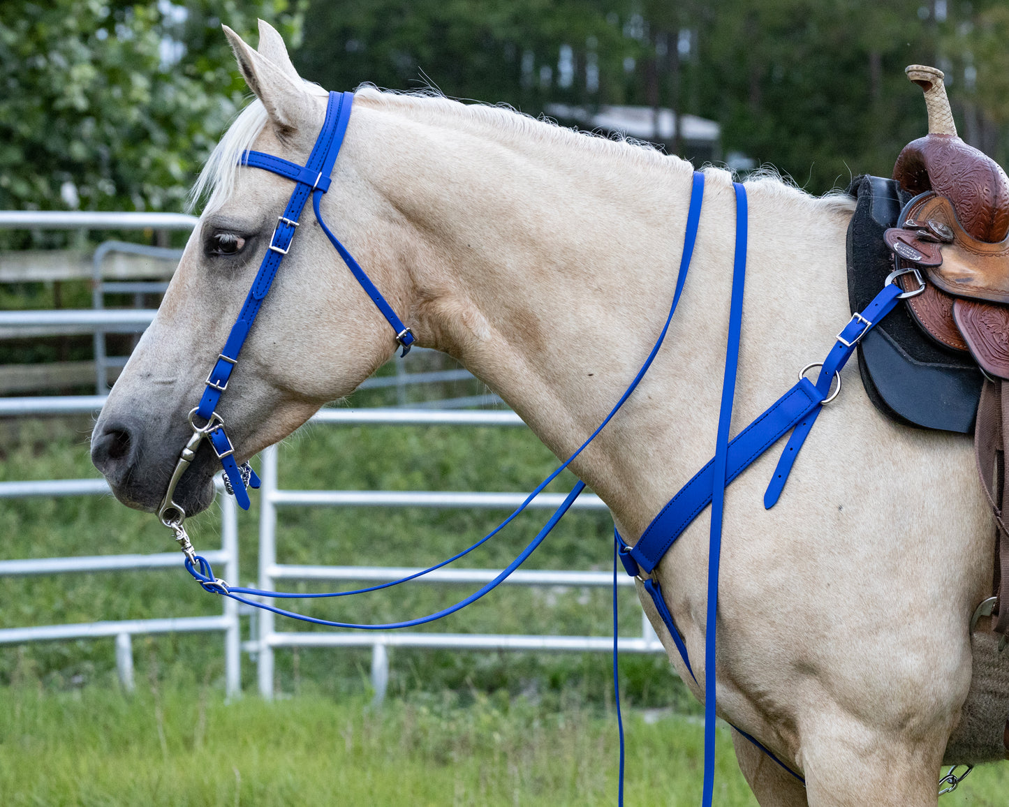 Western Blue (Royal) Bridle