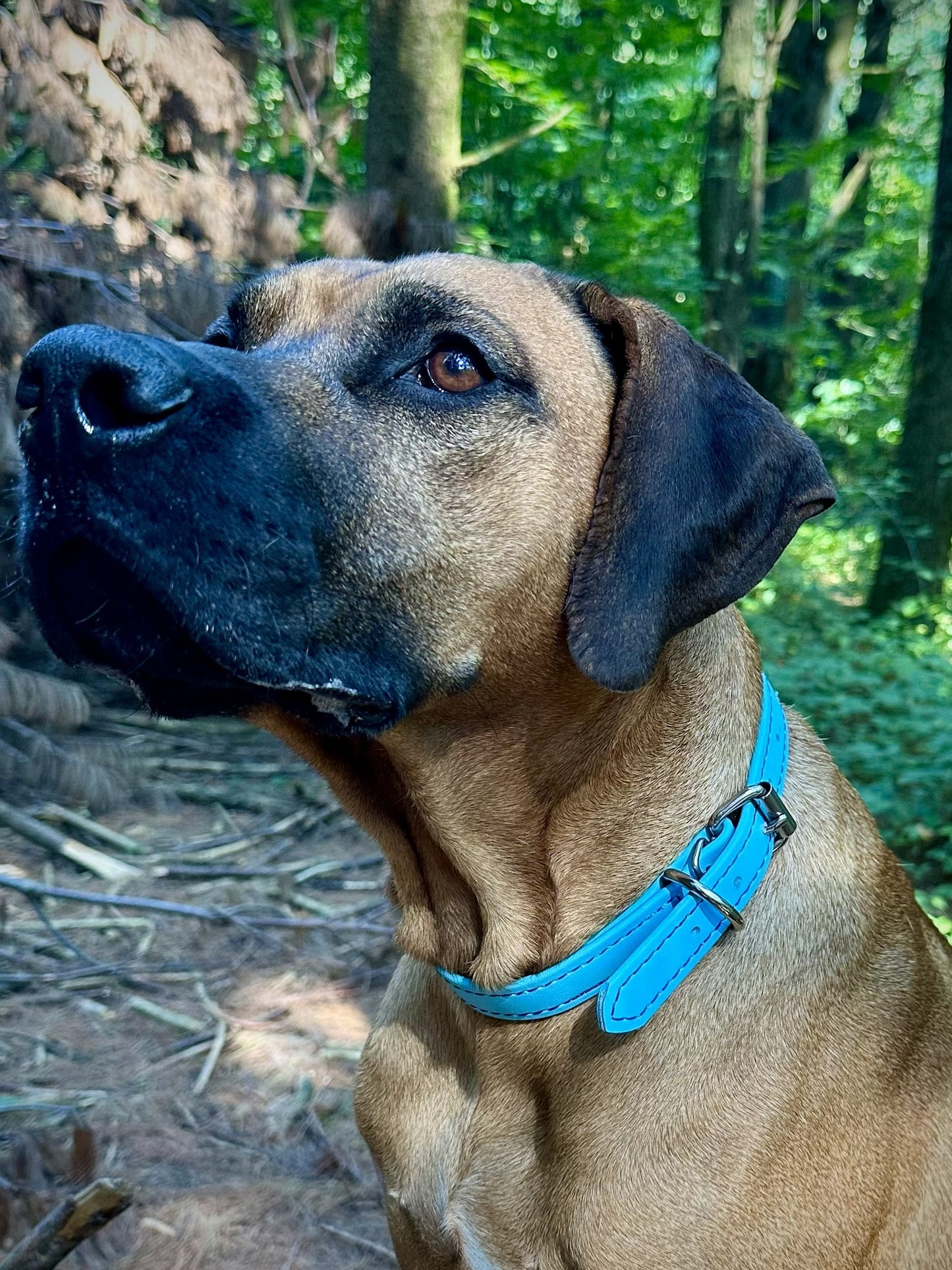 Beta BioThane Standard Collar with Colored Stitching