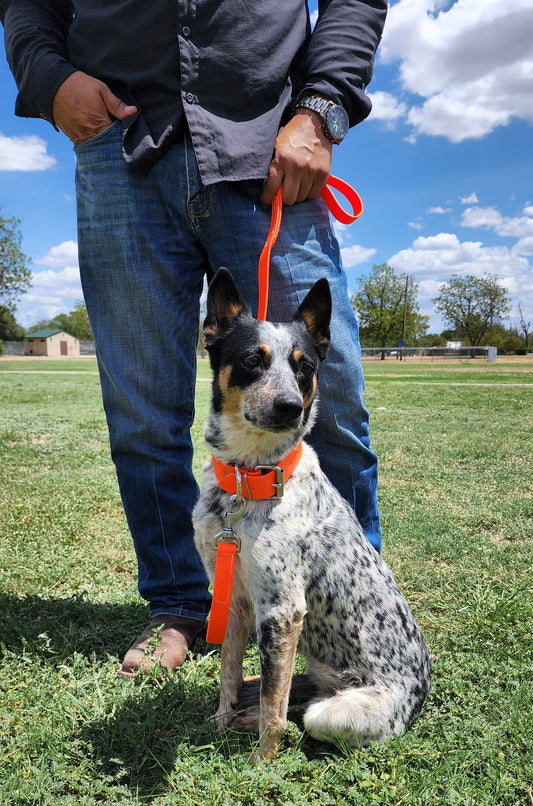 Beta BioThane Hunt Collar