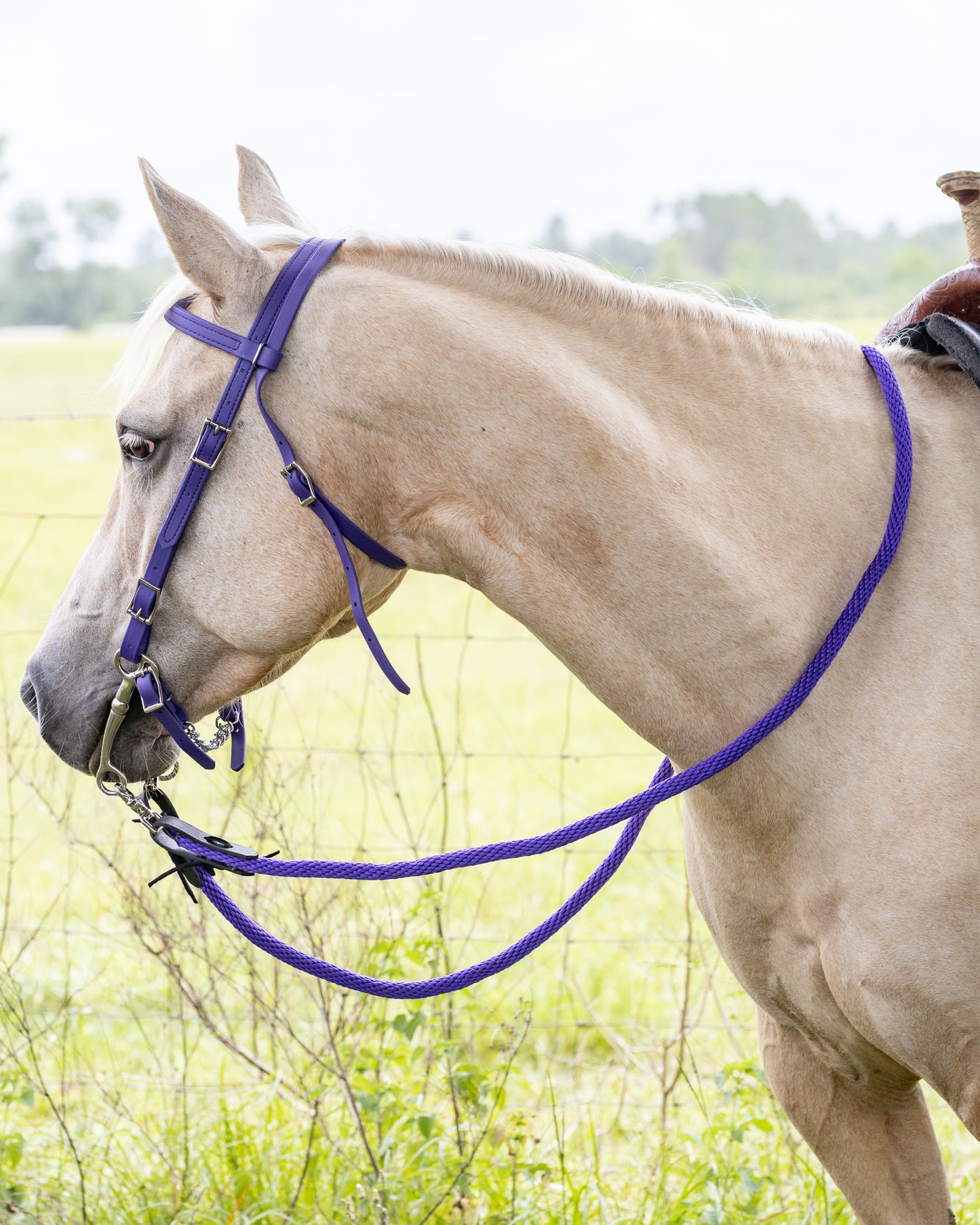 Western Purple Bridle