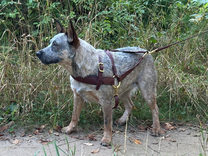 Beta BioThane Roading Harness