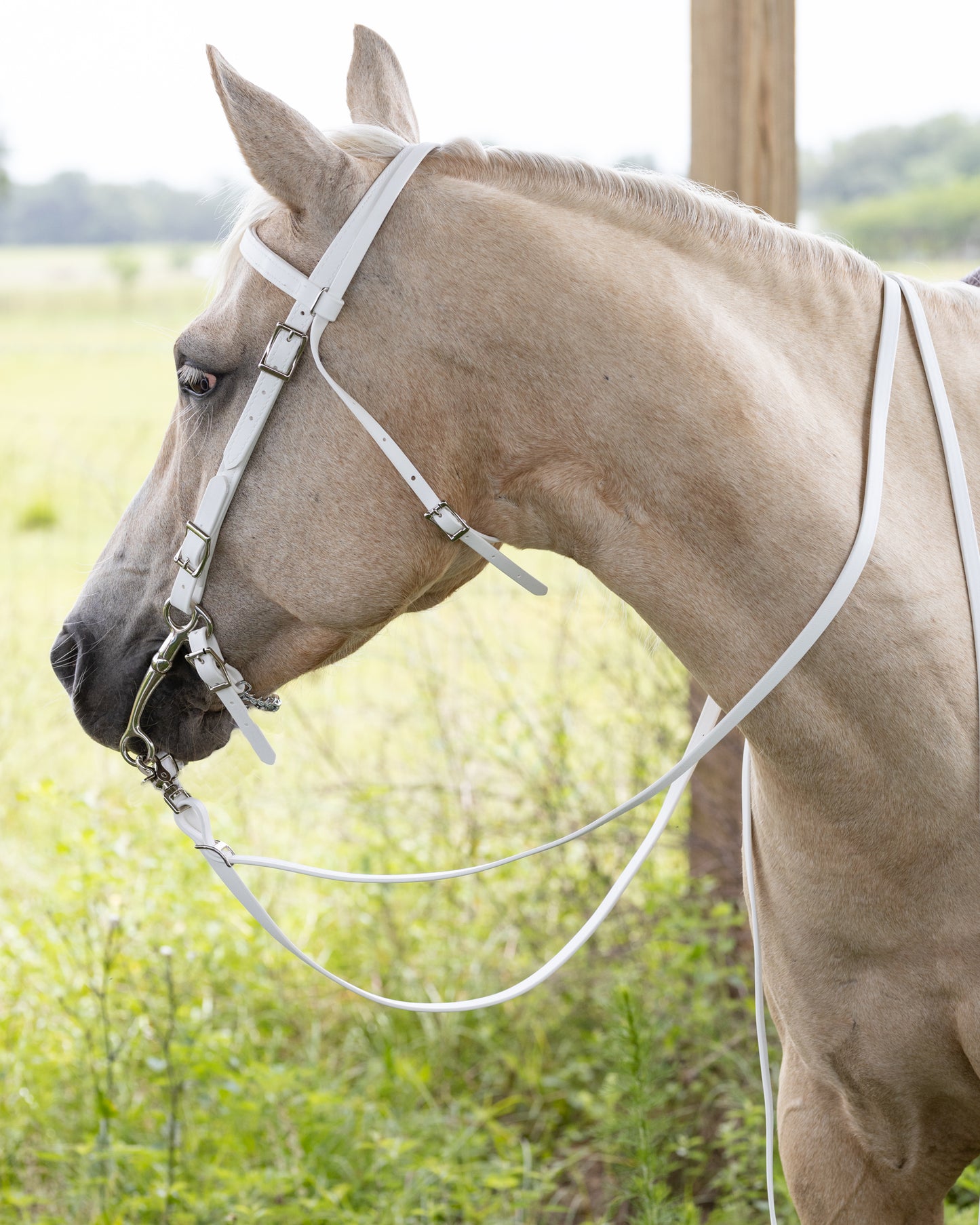 Western White Bridle