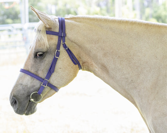 Purple English Bridle