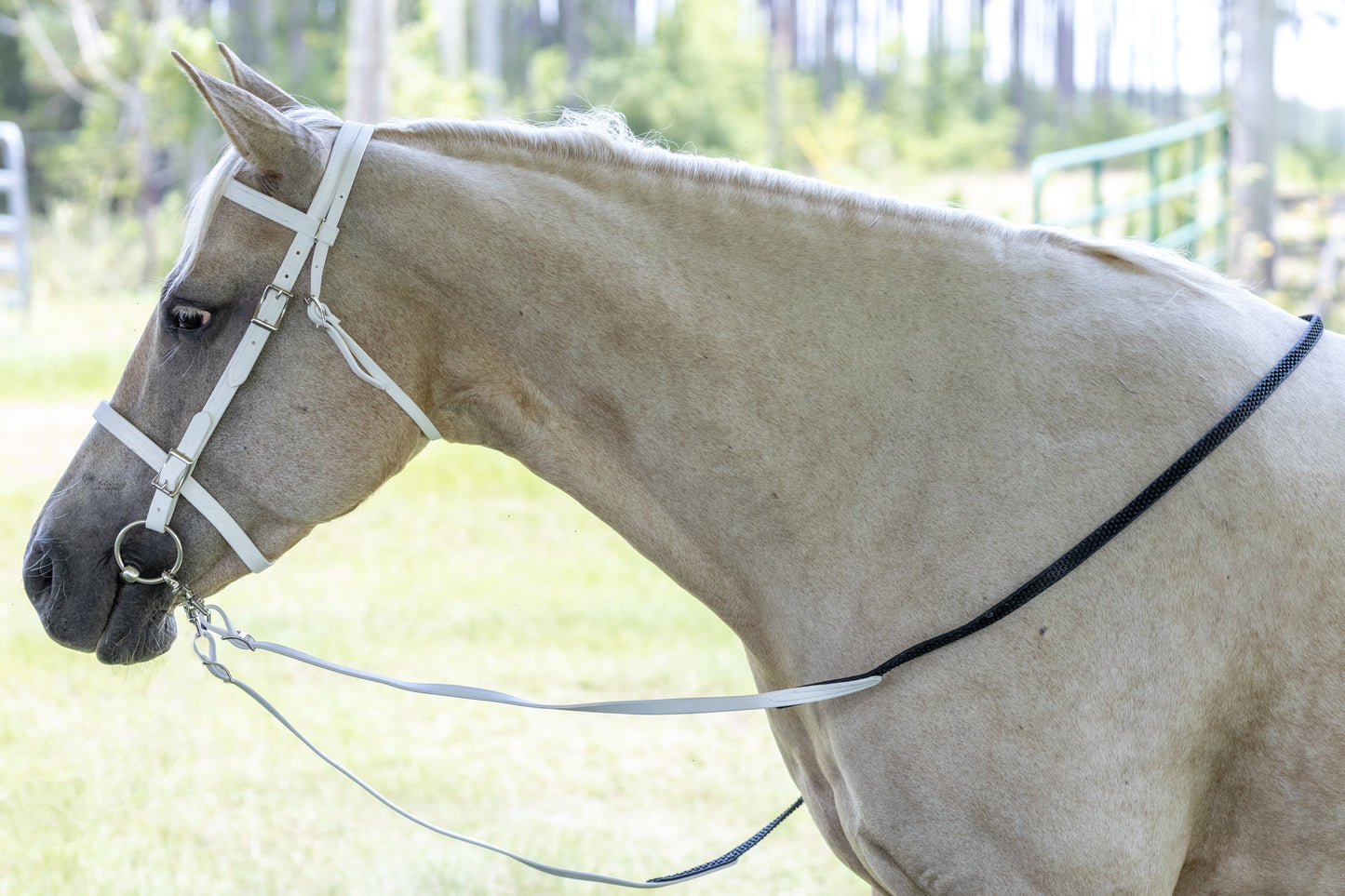 White English Bridle