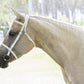 White English Bridle