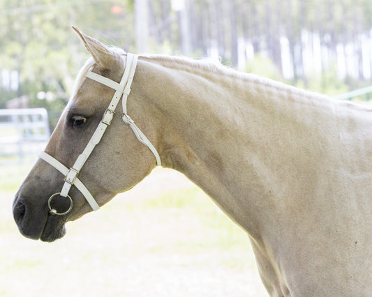 White English Bridle