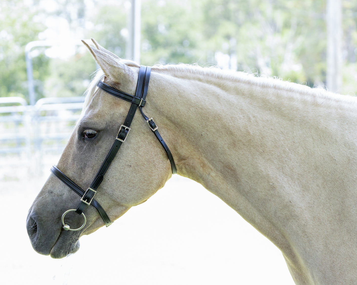 Black English Bridle