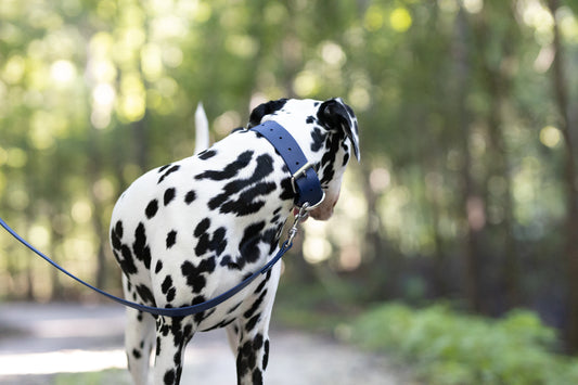 Navy Blue Wide Dog Collar