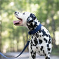 Navy Blue Wide Dog Collar