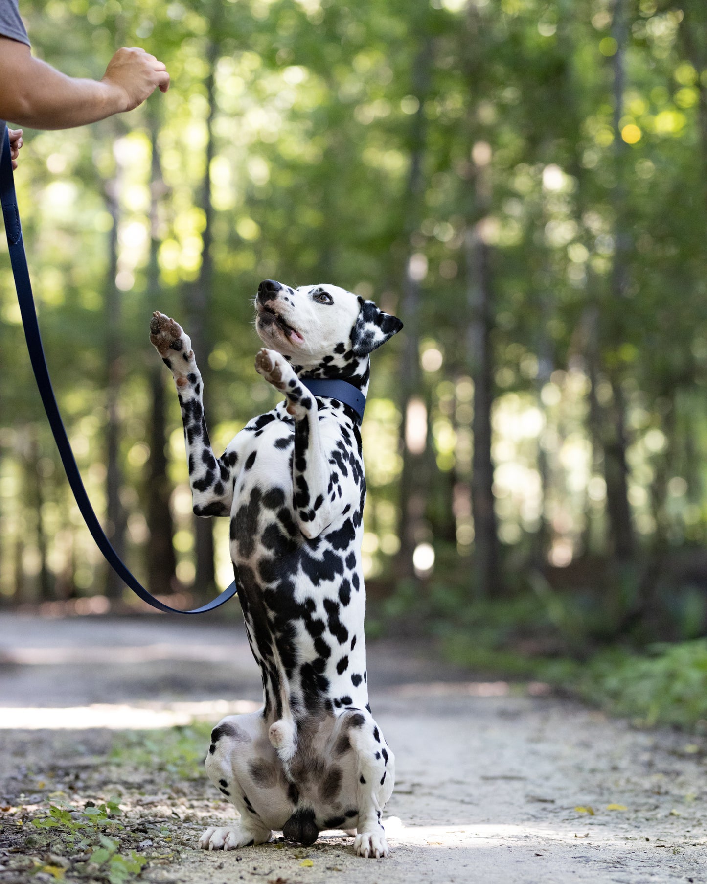 Navy Blue Wide Dog Collar