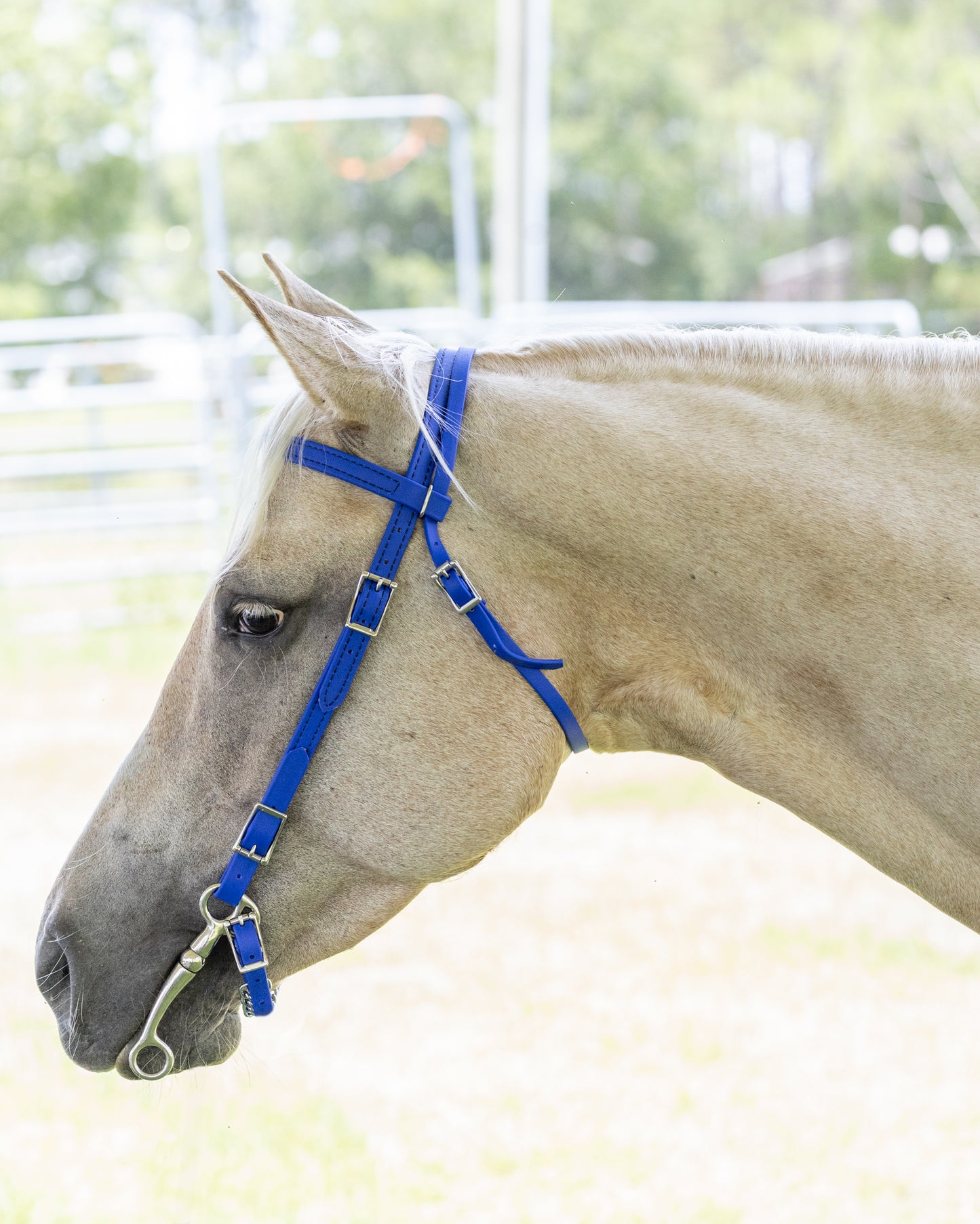 Blue Western Bridle