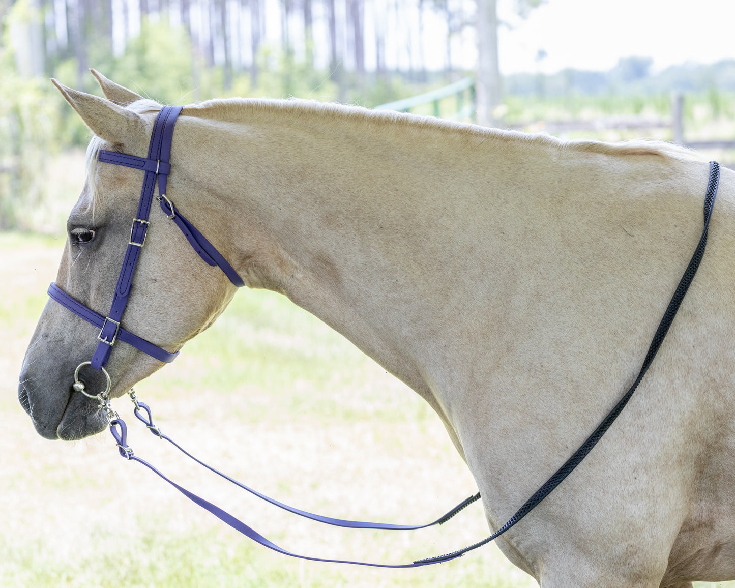 Purple English Bridle