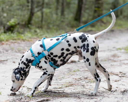 Aqua Green Dog Roading Harness