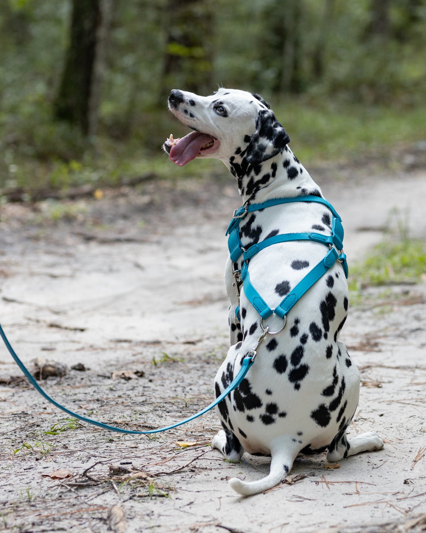 Aqua Green Dog Roading Harness