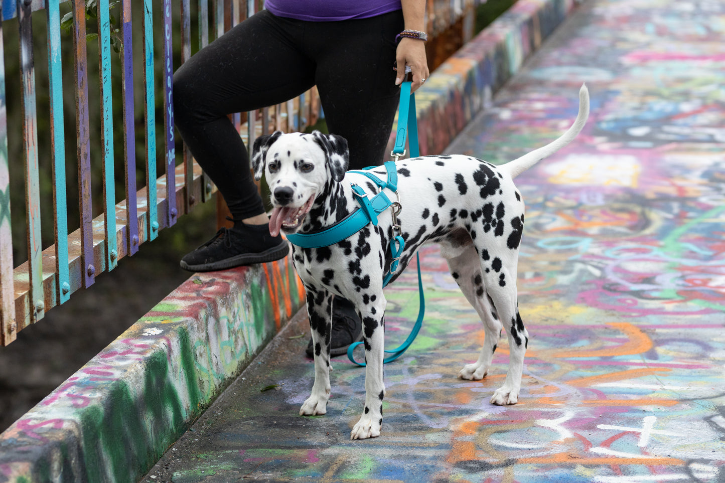 Aqua Green Dog Roading Harness