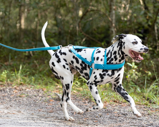 Aqua Green Dog Roading Harness